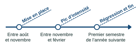 Temporalité du phénomène ENSO