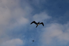 Chesterfield - oiseaux