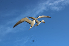 Chesterfield - oiseaux