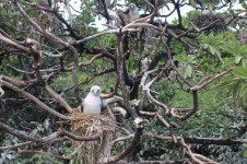 Surprise - oiseaux